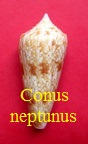 Conus neptunus, Reeve 1843 (RKK 72) Grap